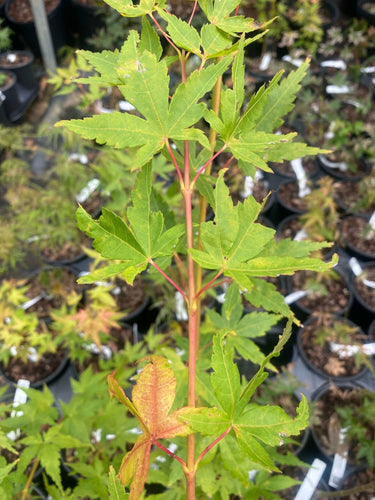 Acer palmatum 'Baton Rouge' - mapleridgenursery